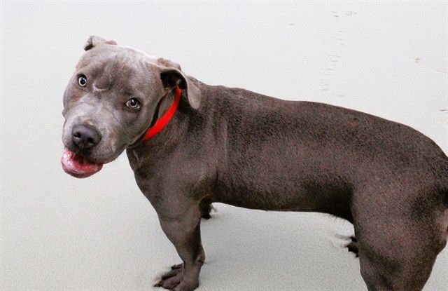 RILEY - Pit Bull Terrier available for adoption