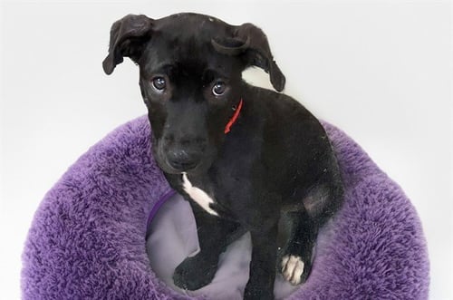 WEDNESDAY - Pit Bull Terrier / Siberian Husky available for adoption