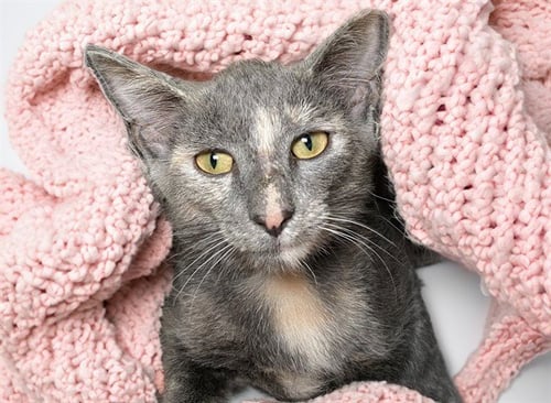 ROSIE - Domestic Short Hair for adoption in Pembroke Pines