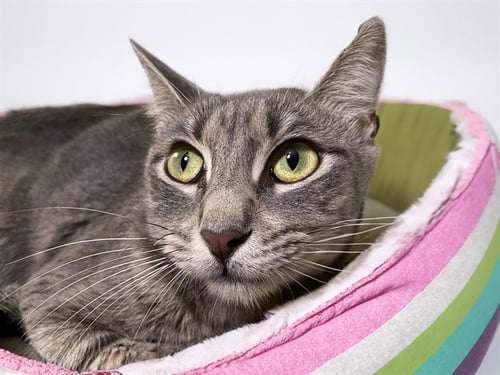 SUZY - Domestic Short Hair available for adoption