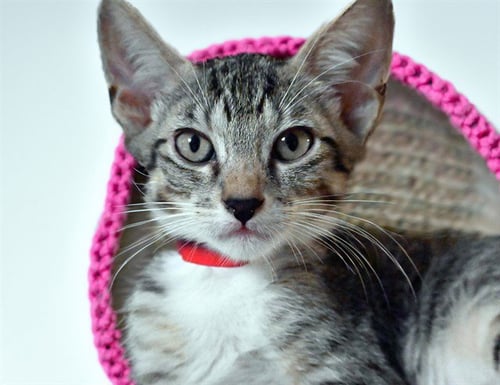 BASTET - Domestic Short Hair available for adoption