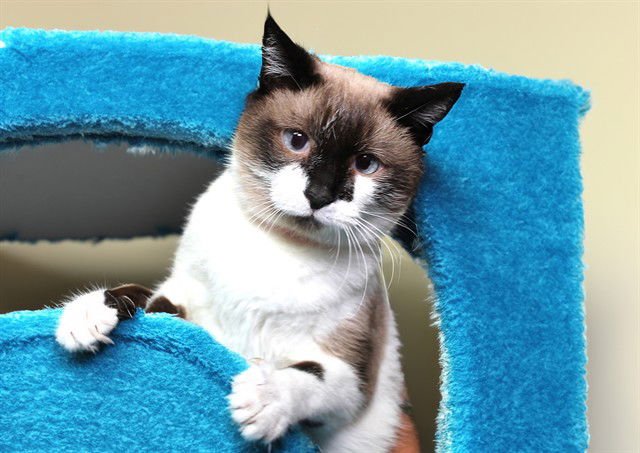 PENELOPE - Siamese available for adoption