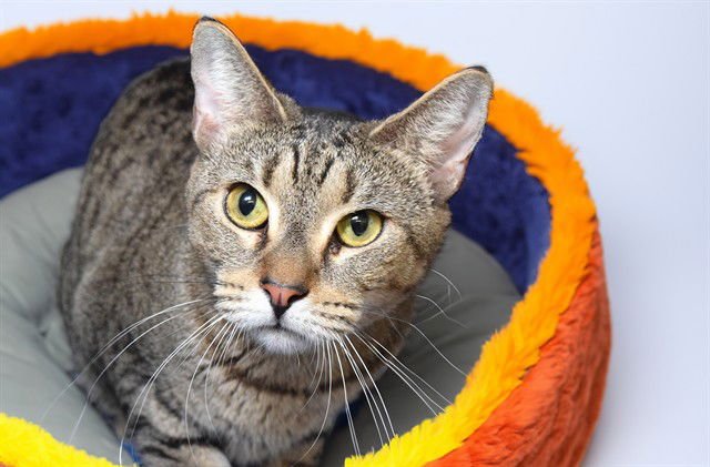 SUN - Domestic Short Hair available for adoption