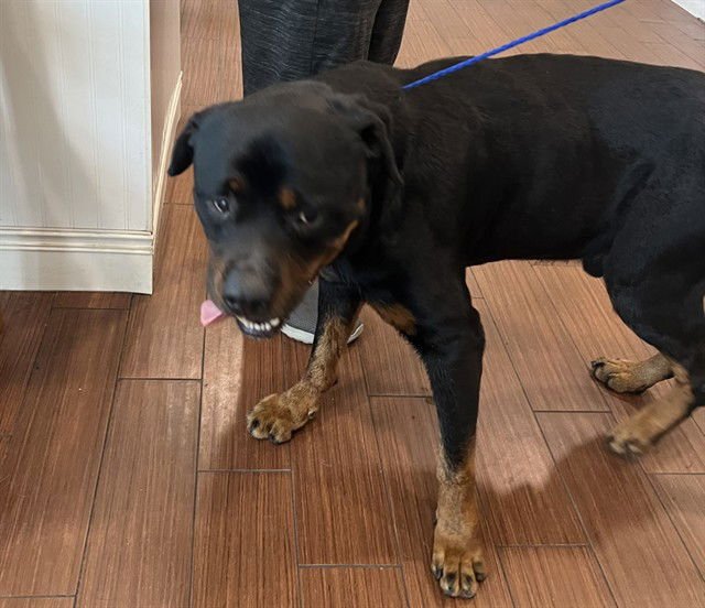 STRAY NOT AVAILABLE - Rottweiler available for adoption