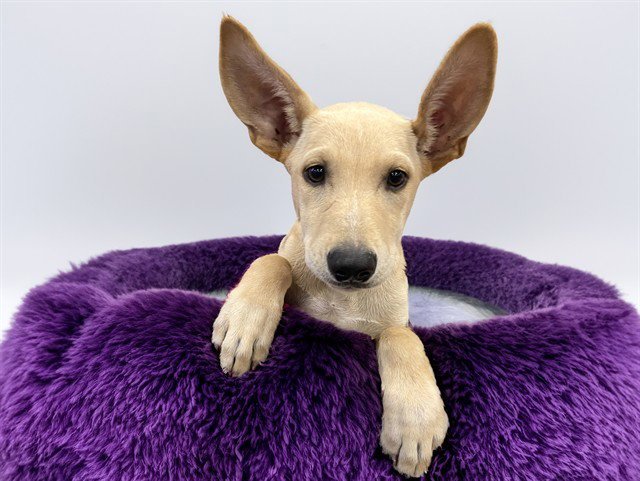 SOPHIE Image
