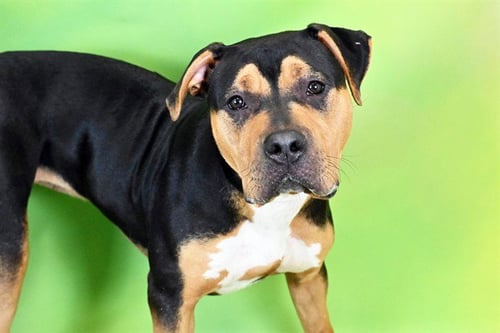 BARBIE - American Bulldog / Rottweiler available for adoption