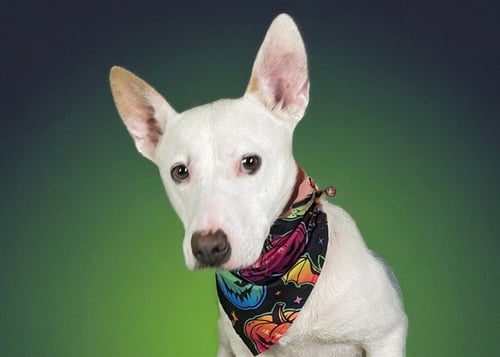 BISCUIT - German Shepherd Dog available for adoption