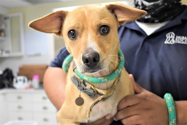 SWEETIE - Australian Kelpie available for adoption