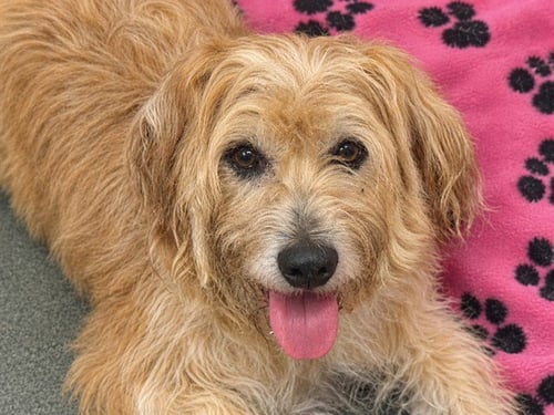 BENJI - Labrador Retriever available for adoption