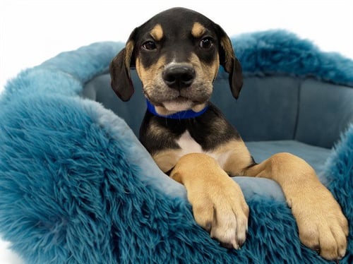 BODHI - Labrador Retriever available for adoption