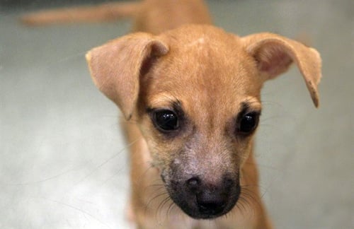 BEAN - Chihuahua available for adoption