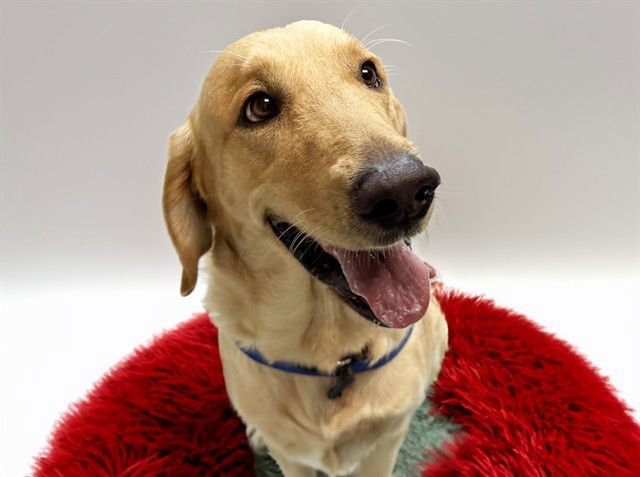 TEDDY - Golden Retriever available for adoption