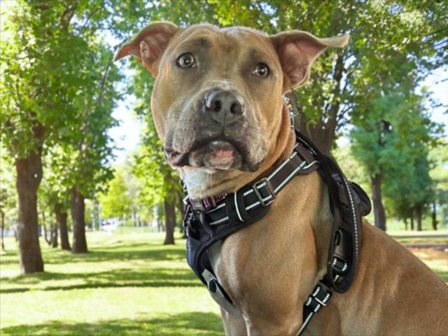 MADDIE - American Staffordshire Terrier available for adoption