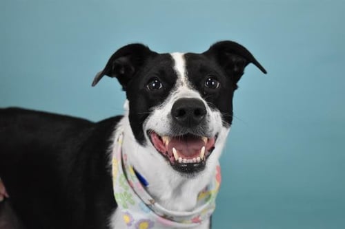 BABY - Border Collie for adoption in Pembroke Pines