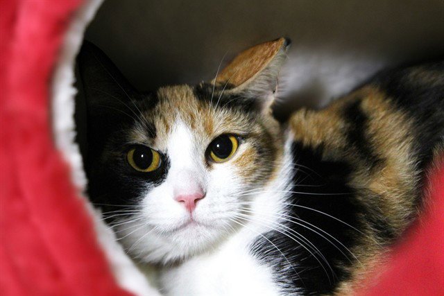 MILLY Image