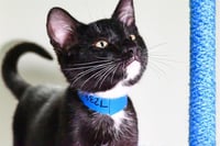 MILO - Photo 1