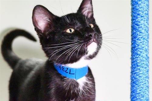 MILO - Domestic Short Hair available for adoption