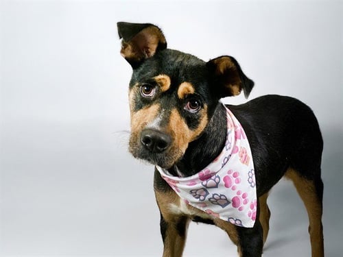 VIVIAN - German Shepherd Dog available for adoption