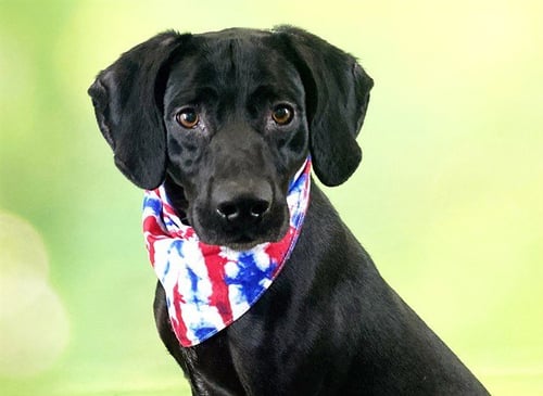 HANK - Labrador Retriever for adoption in Davie