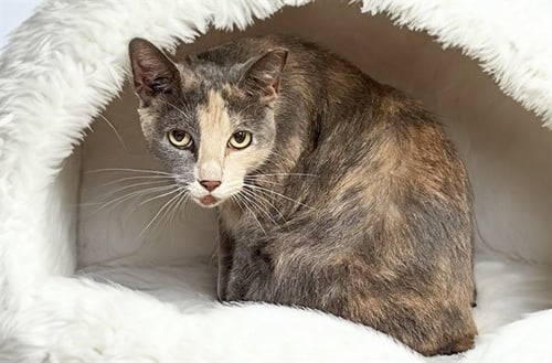 STRAY NOT AVAILABLE - Domestic Short Hair available for adoption