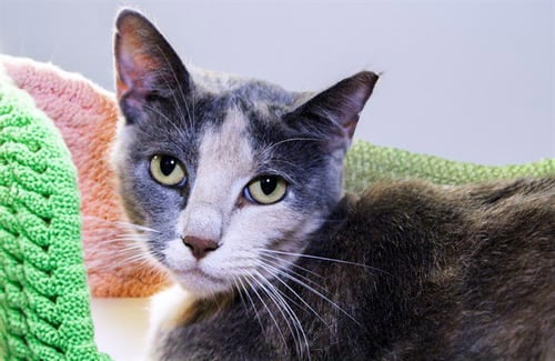 MEL - Domestic Short Hair available for adoption