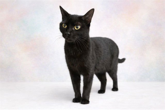 KASUMI - Domestic Short Hair available for adoption