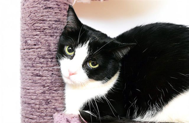 OLIVIA - Domestic Short Hair available for adoption