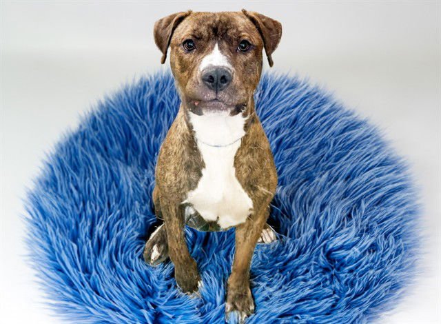 BURTON - American Staffordshire Terrier available for adoption