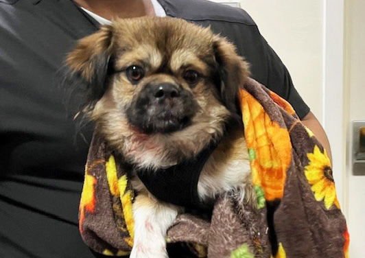 STEPHEN - Pekingese available for adoption