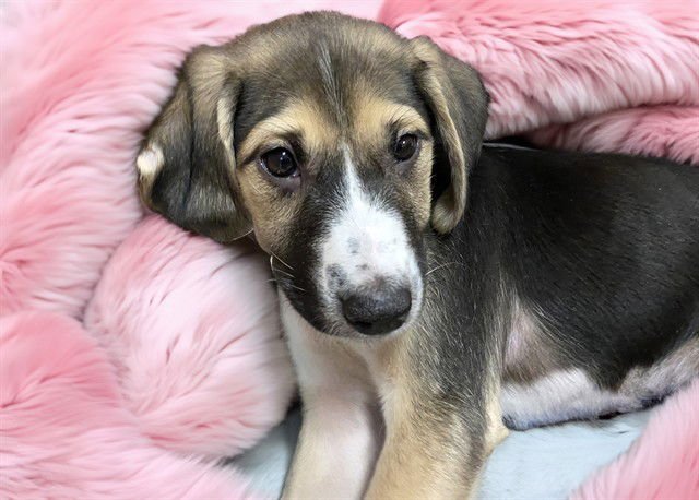 LILO - Labrador Retriever available for adoption