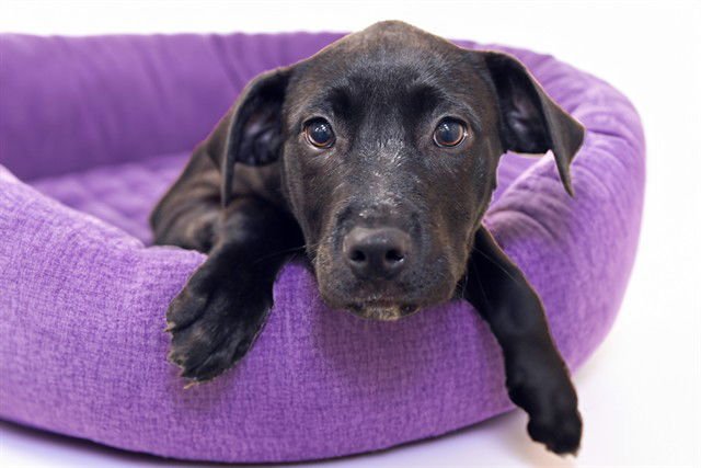 TEAGAN - Labrador Retriever available for adoption