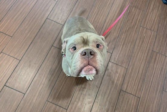 MILO - English Bulldog available for adoption