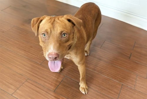STRAY NOT AVAILABLE - American Staffordshire Terrier available for adoption