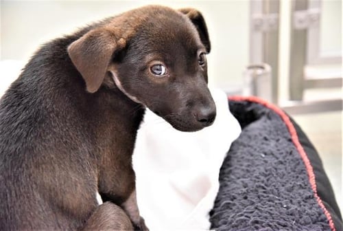 ROXIE - German Shepherd Dog / Belgian Shepherd Malinois for adoption in Pembroke Pines