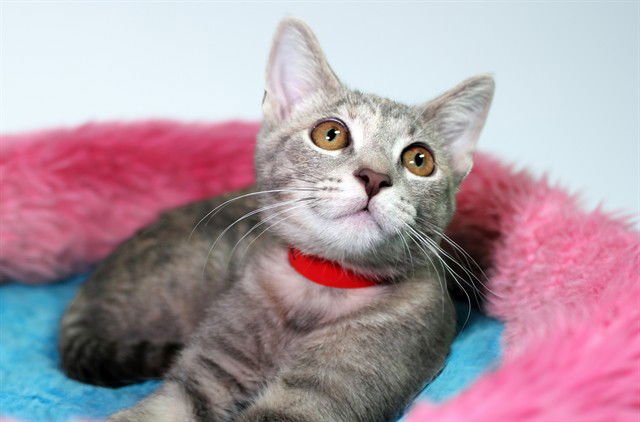 MIA - Domestic Short Hair available for adoption