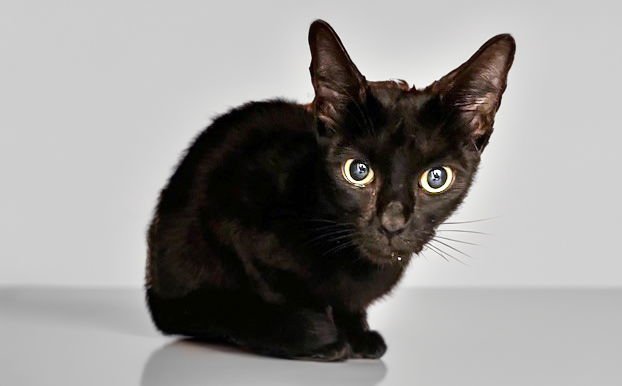 ROSALIN - Domestic Short Hair available for adoption