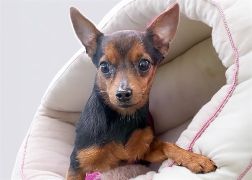 RADIO - Chihuahua available for adoption