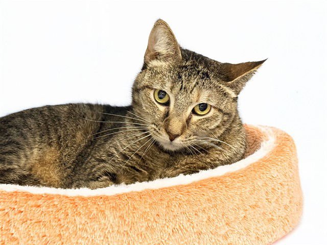 CARROT - Domestic Short Hair available for adoption