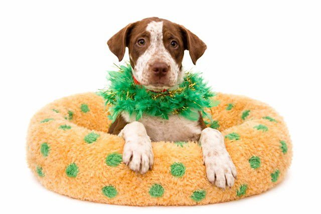 GEMMA - Labrador Retriever available for adoption