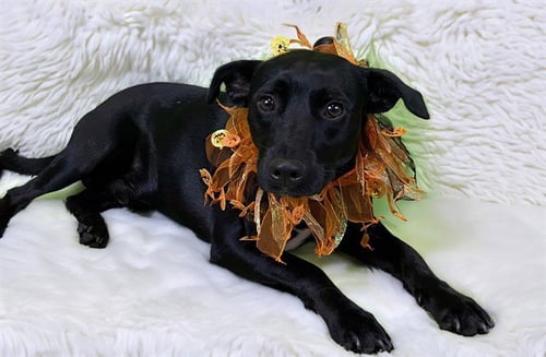 BANDIT - Labrador Retriever available for adoption