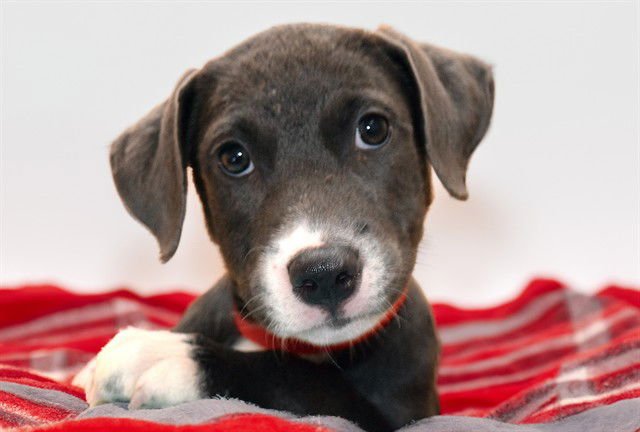 TRACEY - Labrador Retriever available for adoption