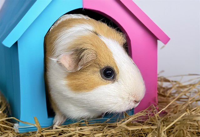 MADDIE - Guinea Pig available for adoption