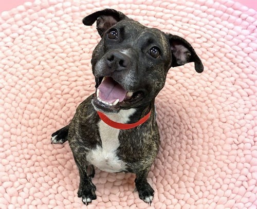 TOOTSIE - American Staffordshire Terrier available for adoption