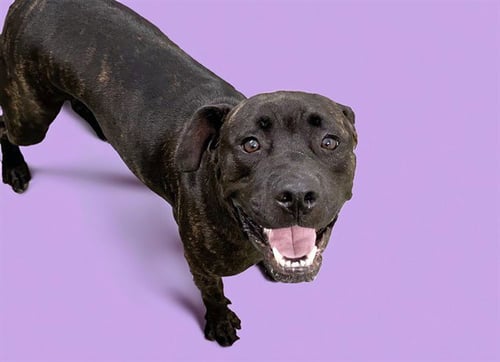 STRAY NOT AVAILABLE - Labrador Retriever available for adoption