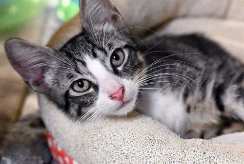 ANUBIS - Domestic Short Hair available for adoption