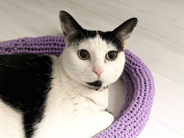 SADIE - Domestic Short Hair available for adoption