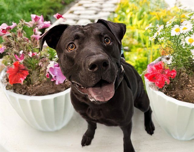 LINUS - American Staffordshire Terrier available for adoption