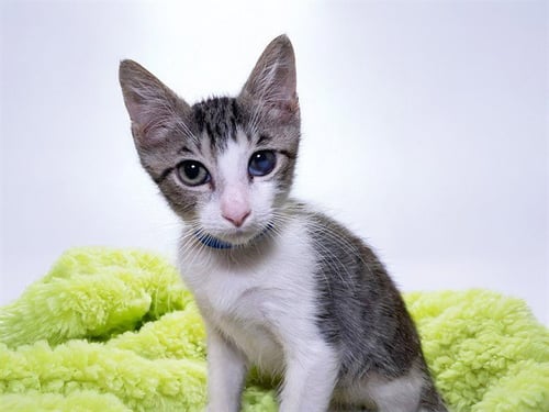 CHARLIE - Domestic Short Hair available for adoption