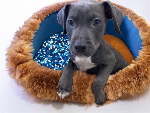 BB8 - American Bulldog available for adoption