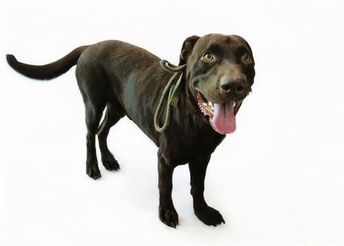 STRAY NOT AVAILABLE - Labrador Retriever available for adoption